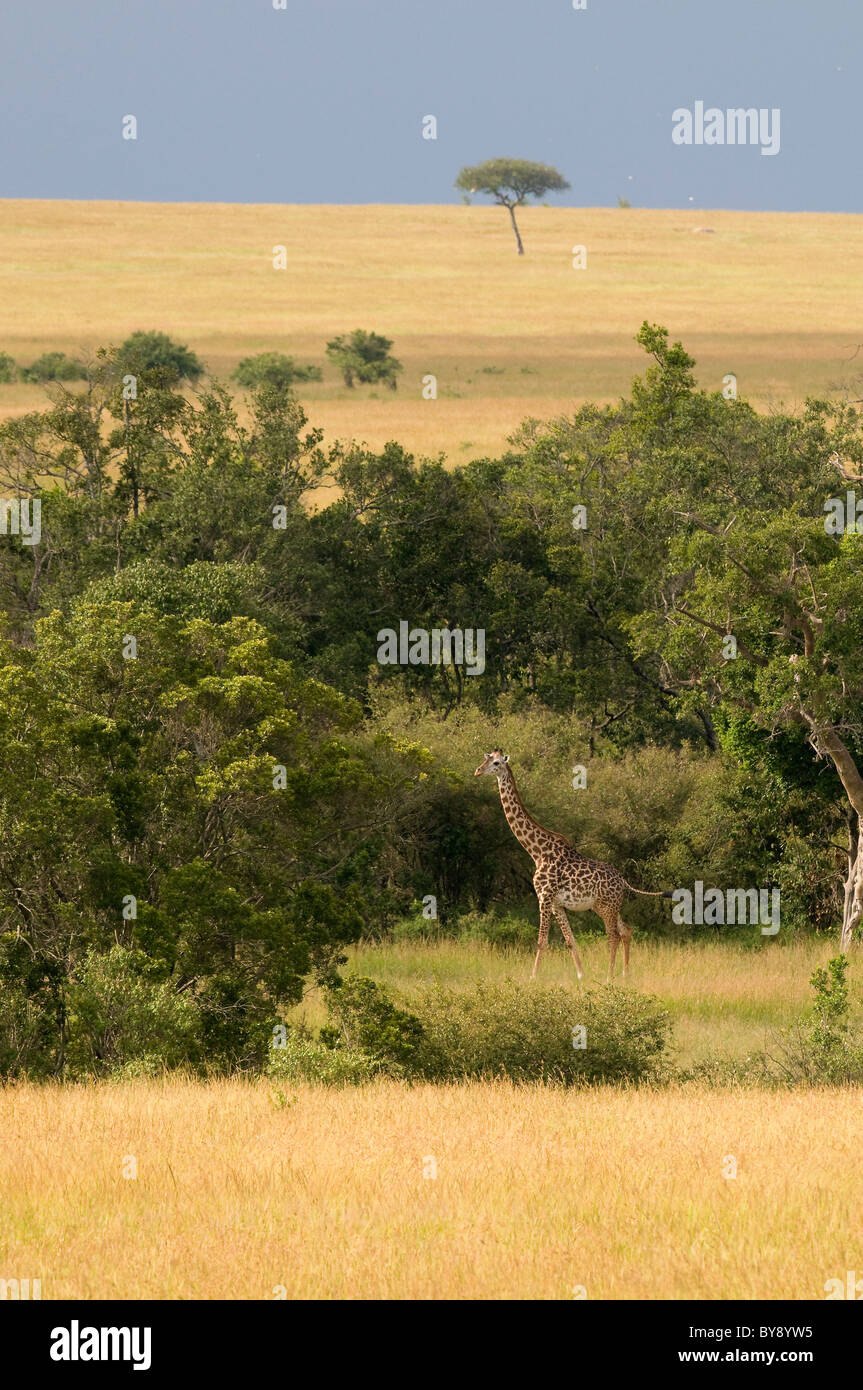 Giraffa Masai Foto Stock