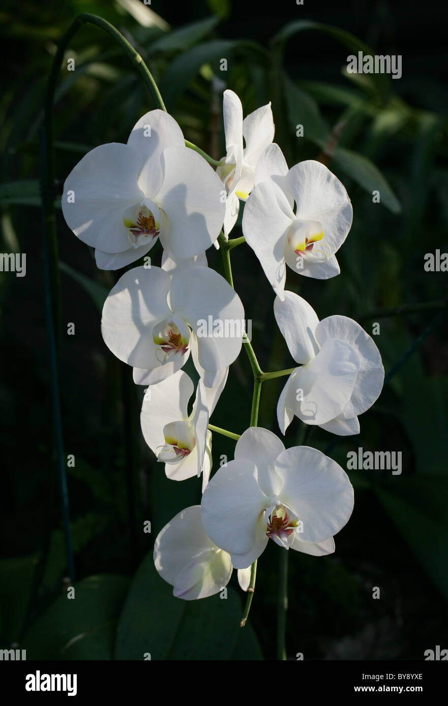 White Moth Orchid, Phalaenopsis ibrido, Orchidaceae. Foto Stock