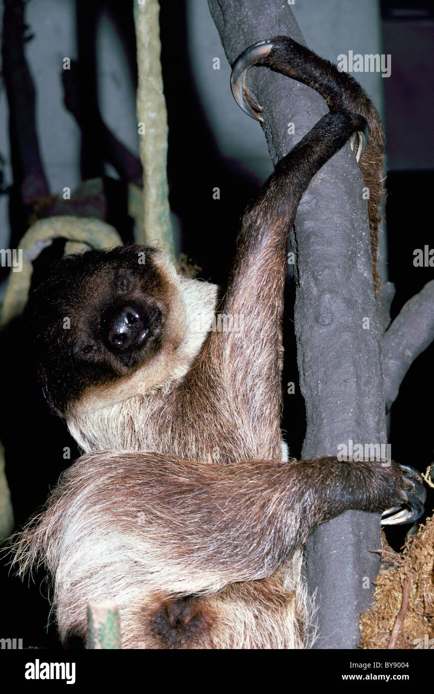 Two-Toed bradipo (Choloepus didactylus) Foto Stock