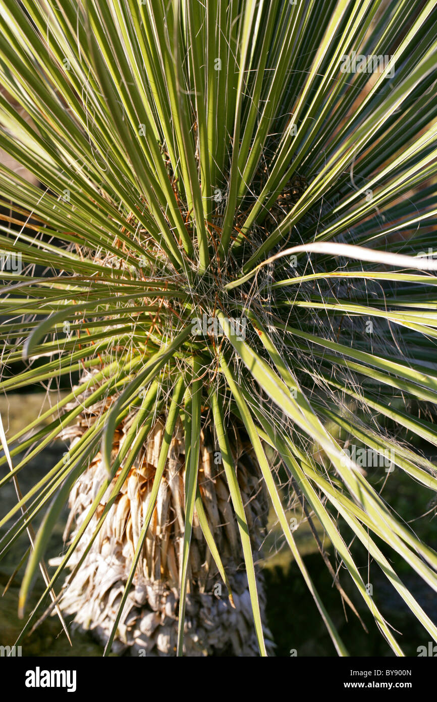 Soapweed Yucca, Narrowleaf Yucca, pianure Yucca, Beargrass, Yucca glauca (Syn.Yucca angustifolia), Agavaceae, USA, America del Nord. Foto Stock