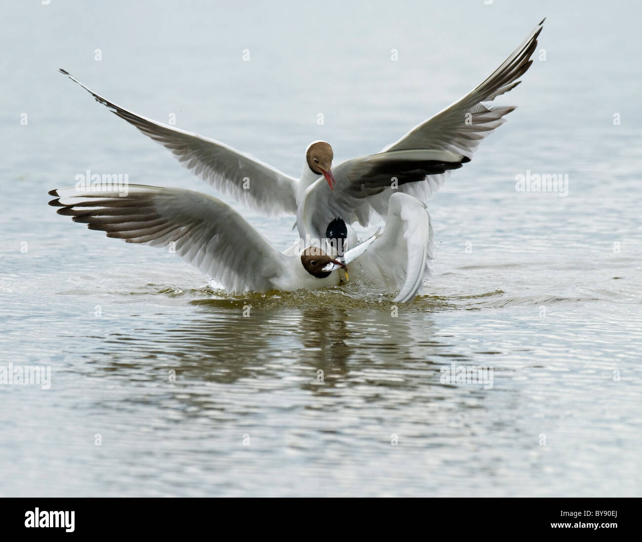 Sandwich Tern e a testa nera i gabbiani Foto Stock