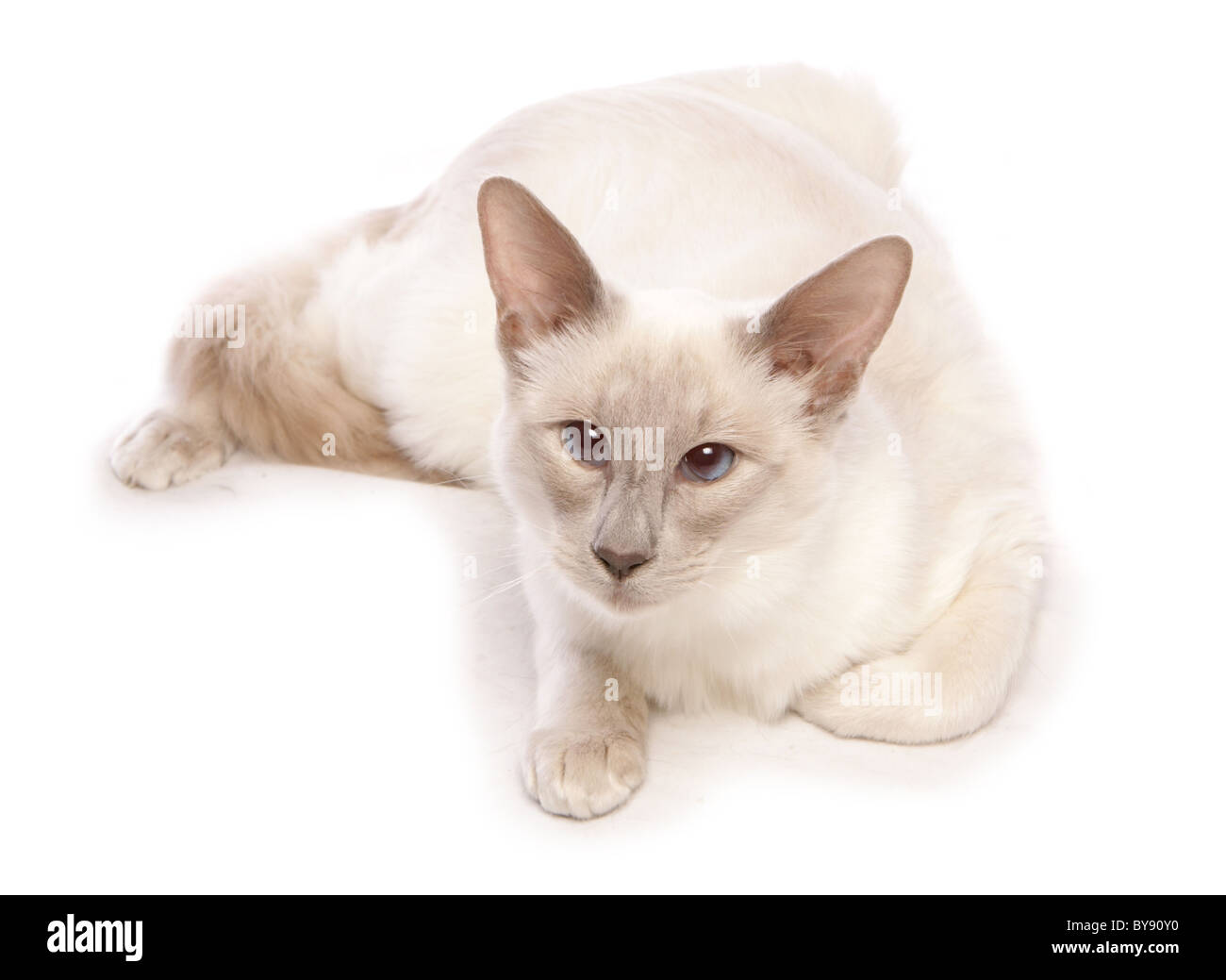 Balinese gatto singolo femmina adulta Studio Foto Stock