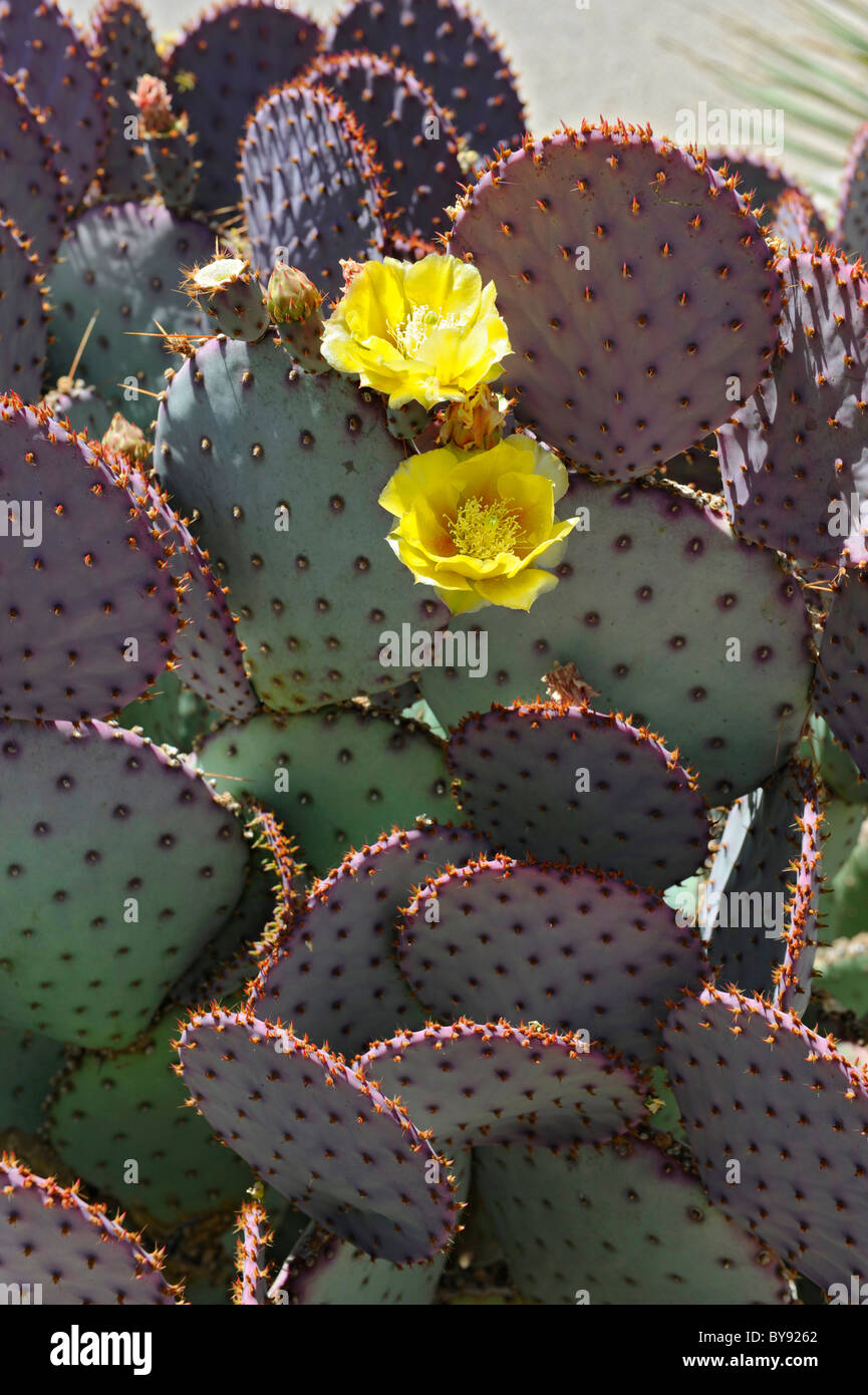 Blooming cactus Saguaro Apple Parco Nazionale di Tucson in Arizona Foto Stock