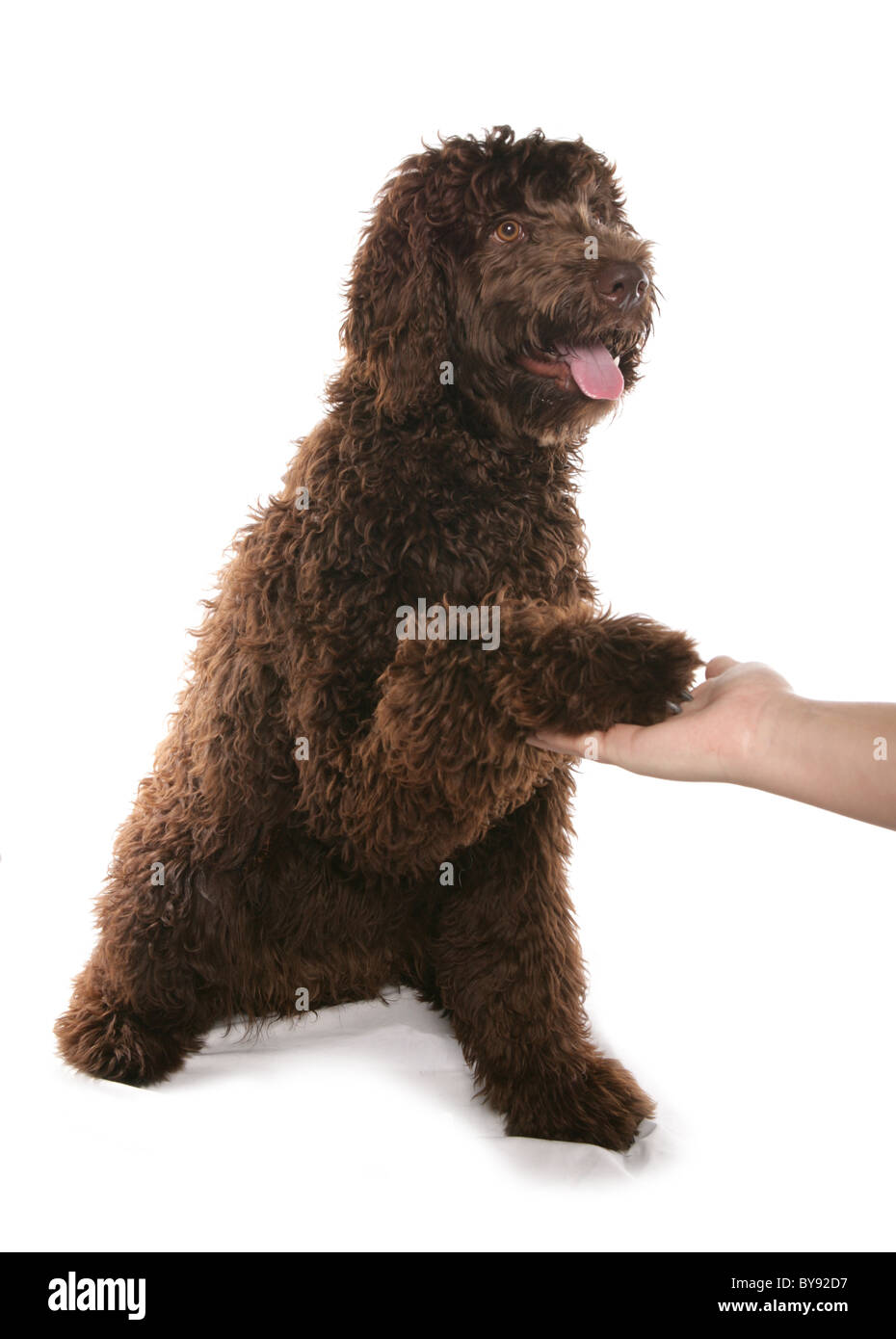 Brown Labradoodle cucciolo zampa di apprendimento unica femmina giovane Studio Foto Stock
