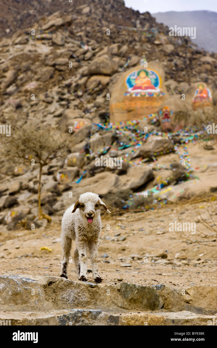 Agnello e pitture rupestri del Buddha a Monastero di Drepung, Lhasa, in Tibet. JMH4516 Foto Stock