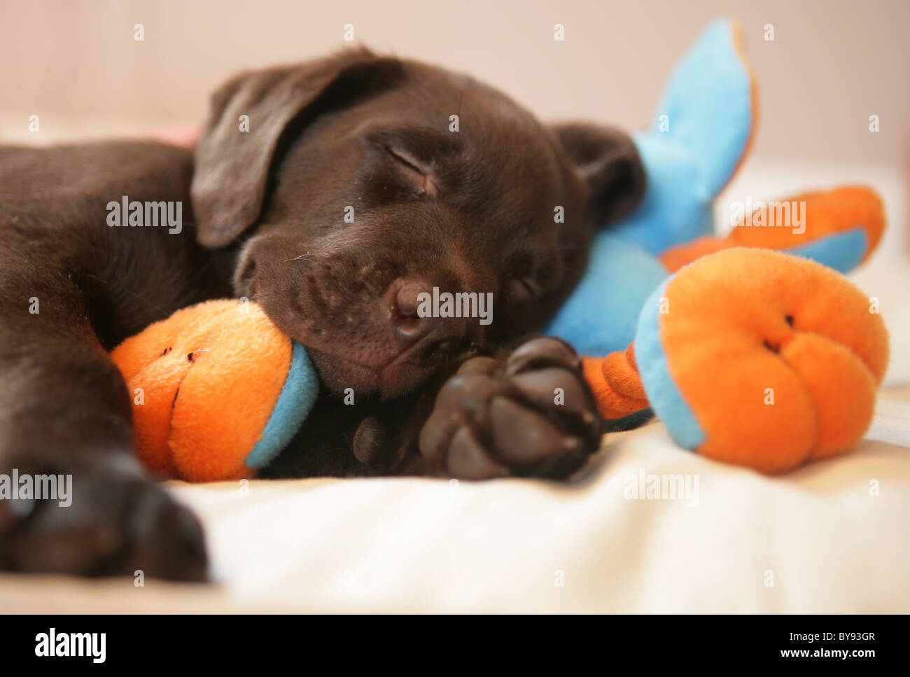Brown Labrador cucciolo maschio Giovane studio del sonno Foto Stock