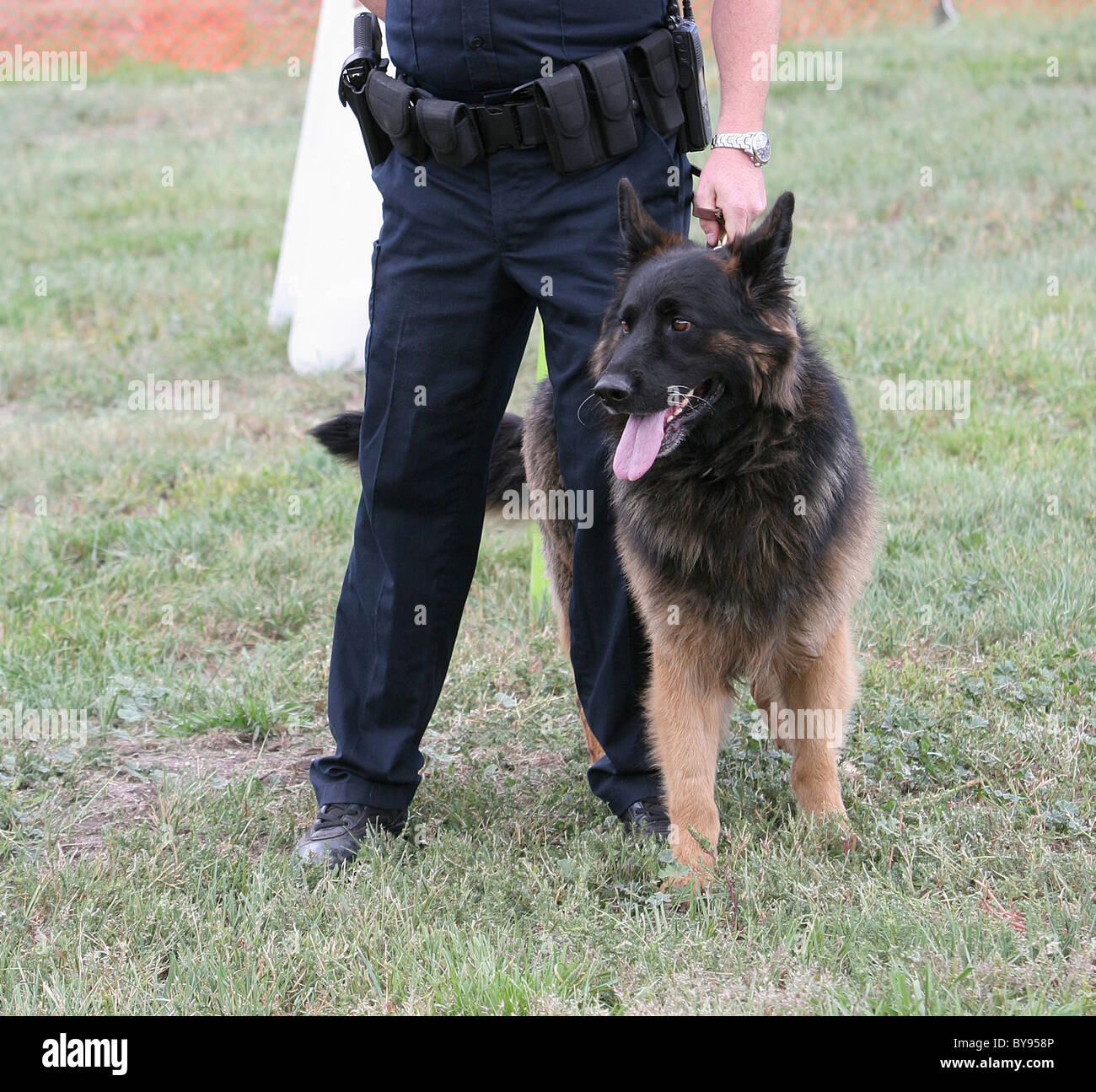Cane di polizia con partner umano a dimostrazione. Foto Stock