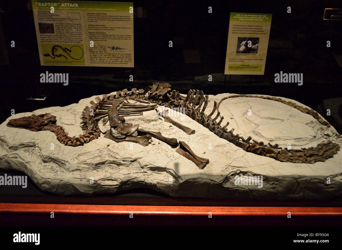 Un vicino a completare Tenontosaurus scheletro di dinosauro casted nella matrice di roccia. Museo delle Rockies. Bozeman, Montana, USA. Foto Stock