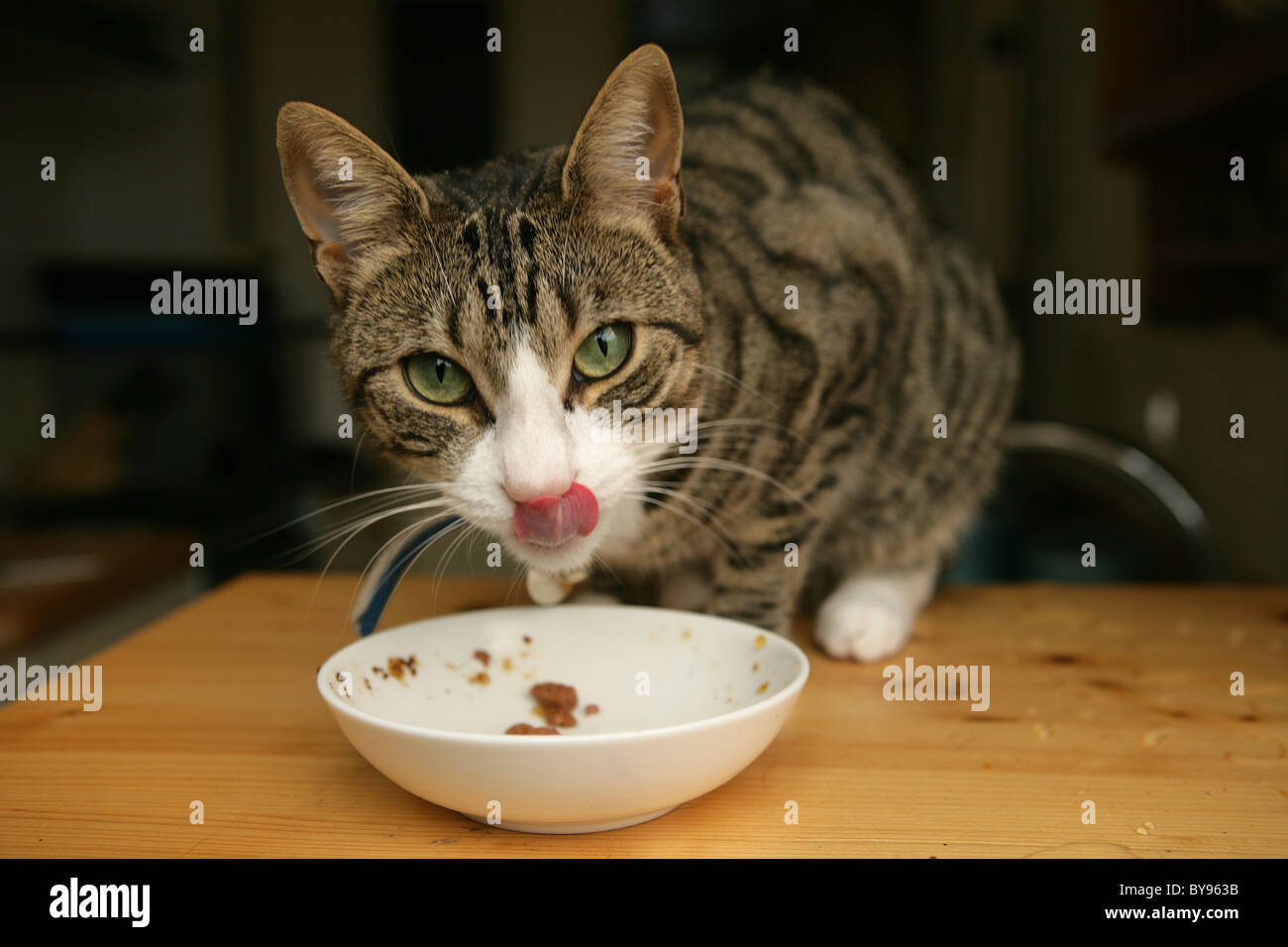 Moggy Cat eating Unica femmina adulta in ambienti interni Foto Stock