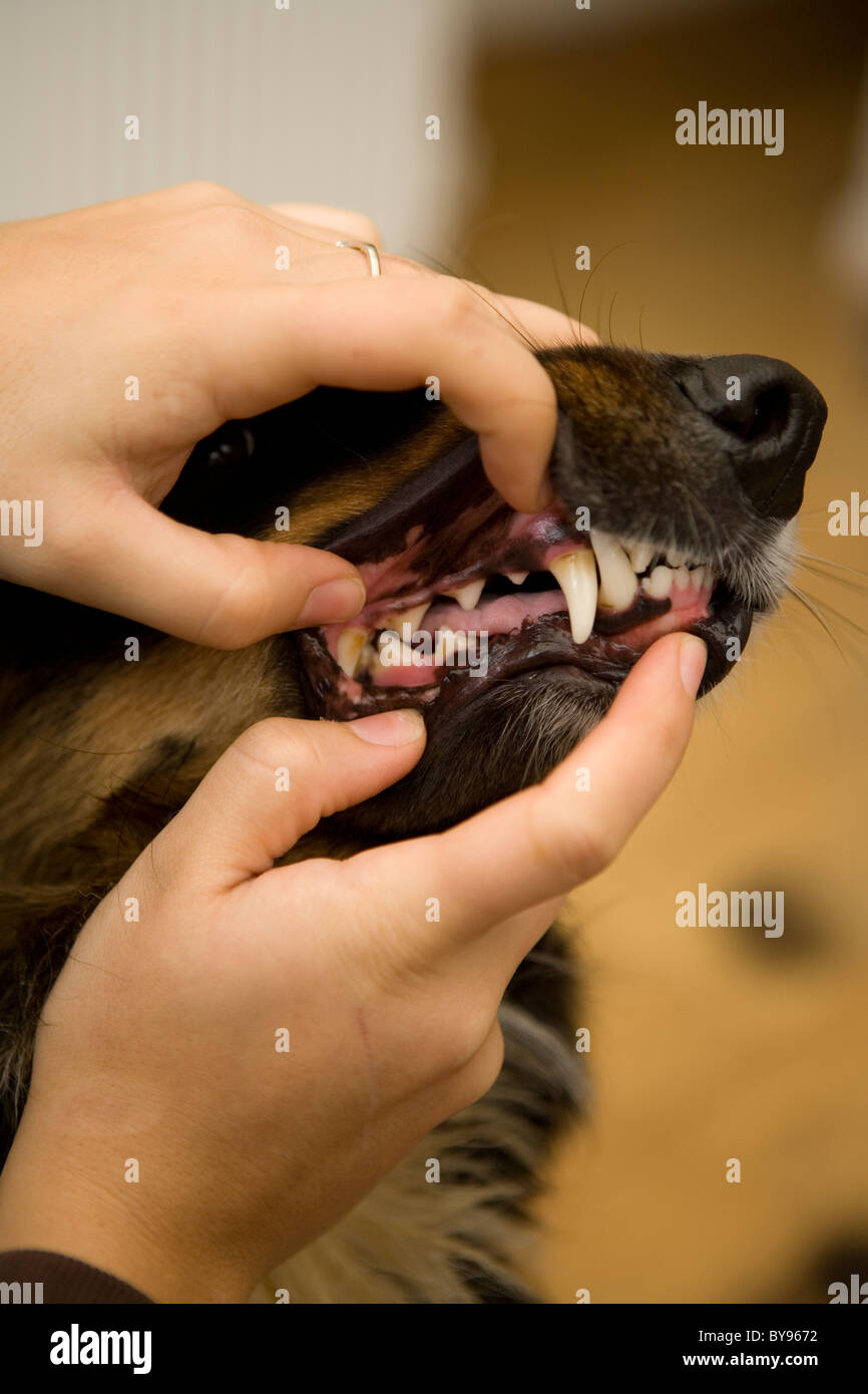 Controllo denti cani unico maschio adulto in ambienti interni Foto Stock