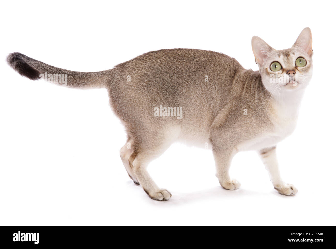 Singapore cat Unica femmina adulta Studio Foto Stock