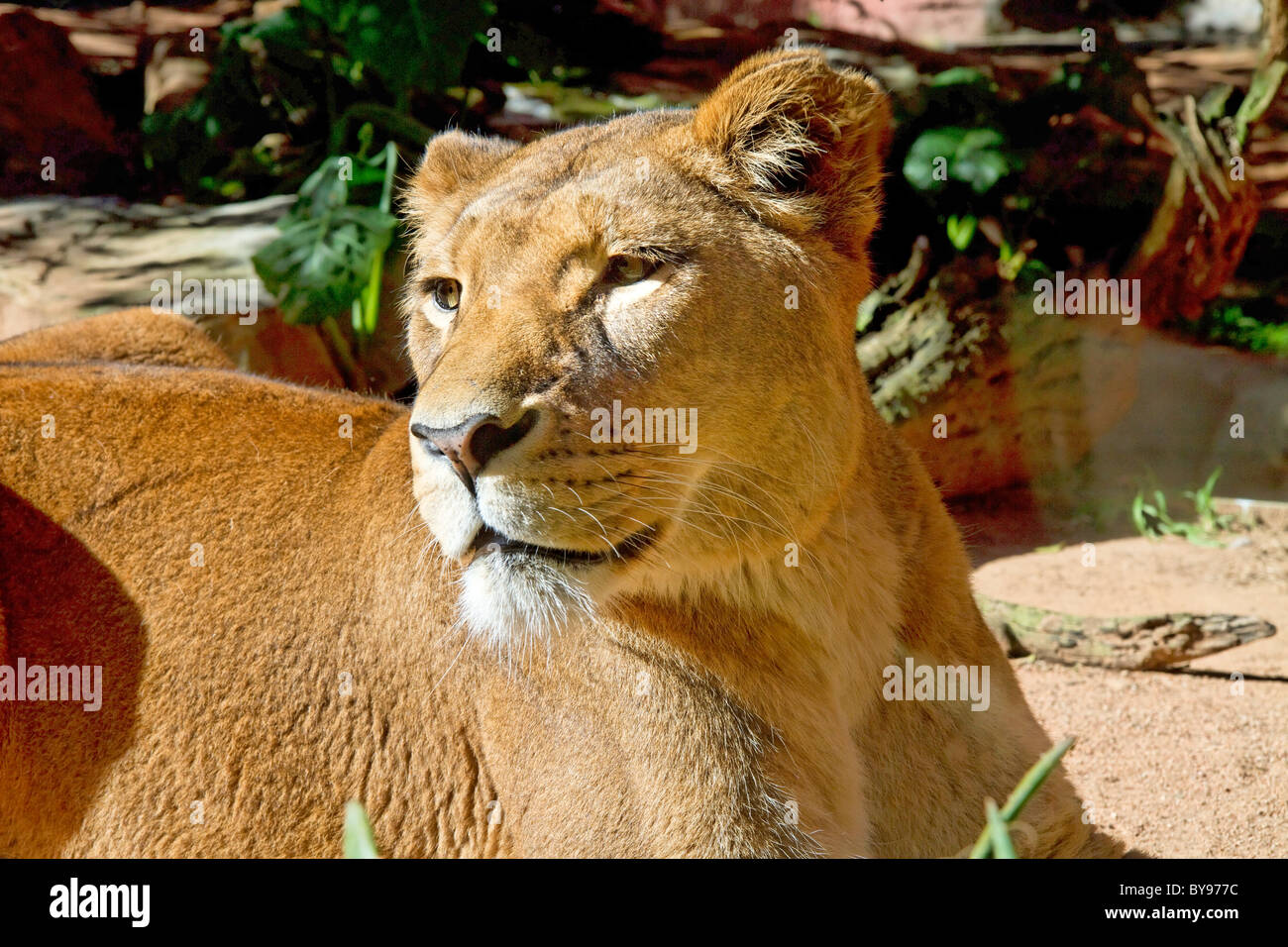 Leone africano a Dubbo Zoo Australia Foto Stock