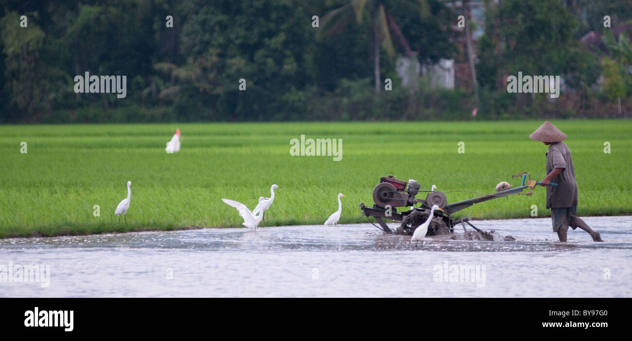 Il contadino arando il bagnato campo di riso Foto Stock