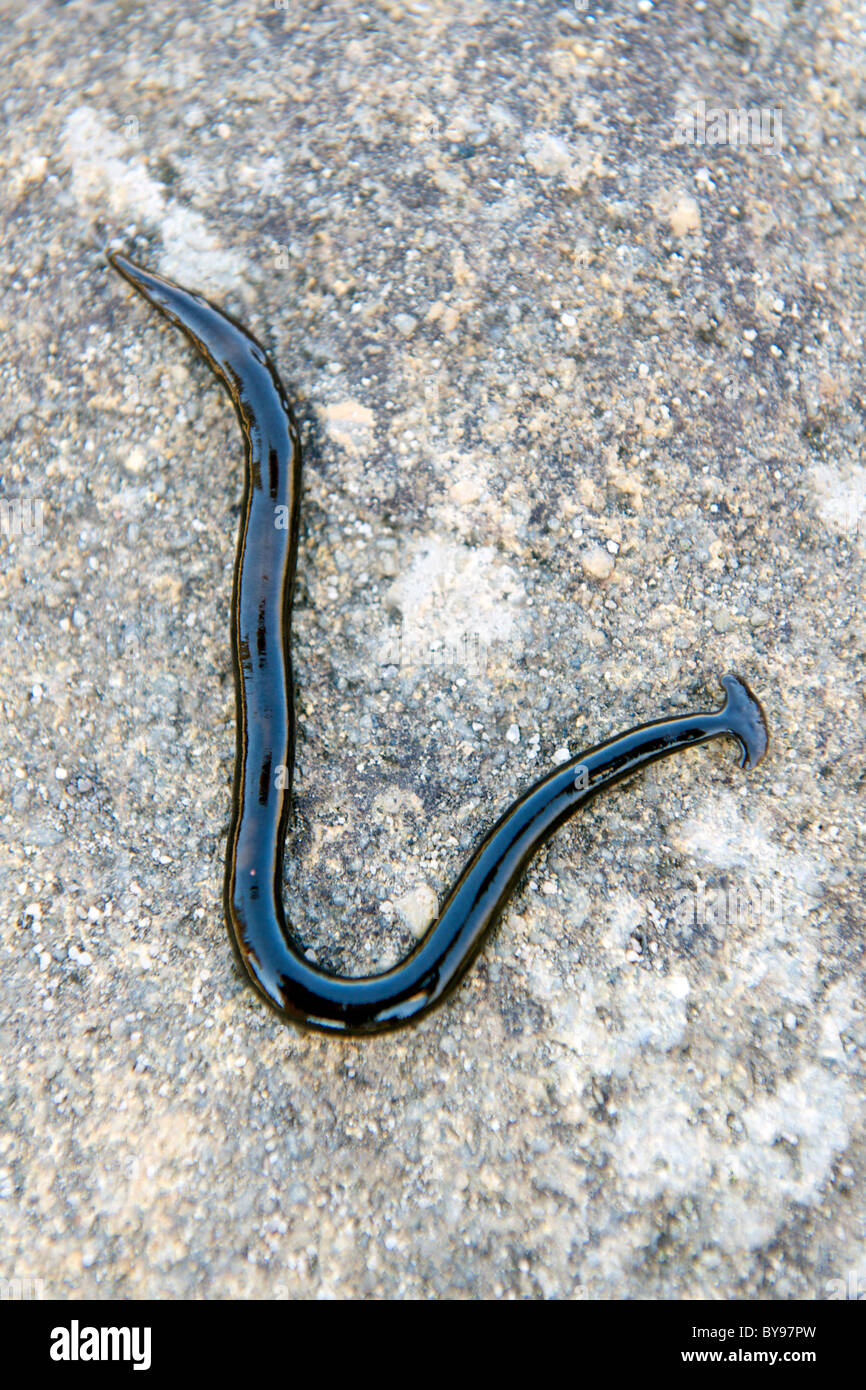 Un cacciavite a testa piatta planarian (hammerhead worm) su una roccia in Isalo National Park nel sud del Madagascar. Foto Stock