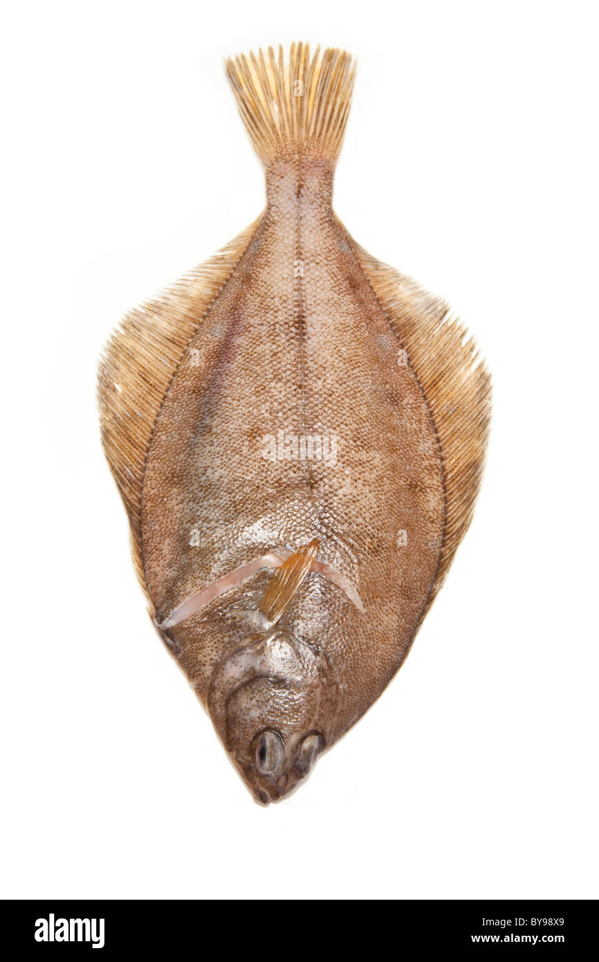 Limanda Pleuronettiformi isolato su un bianco di sfondo per studio. Foto Stock