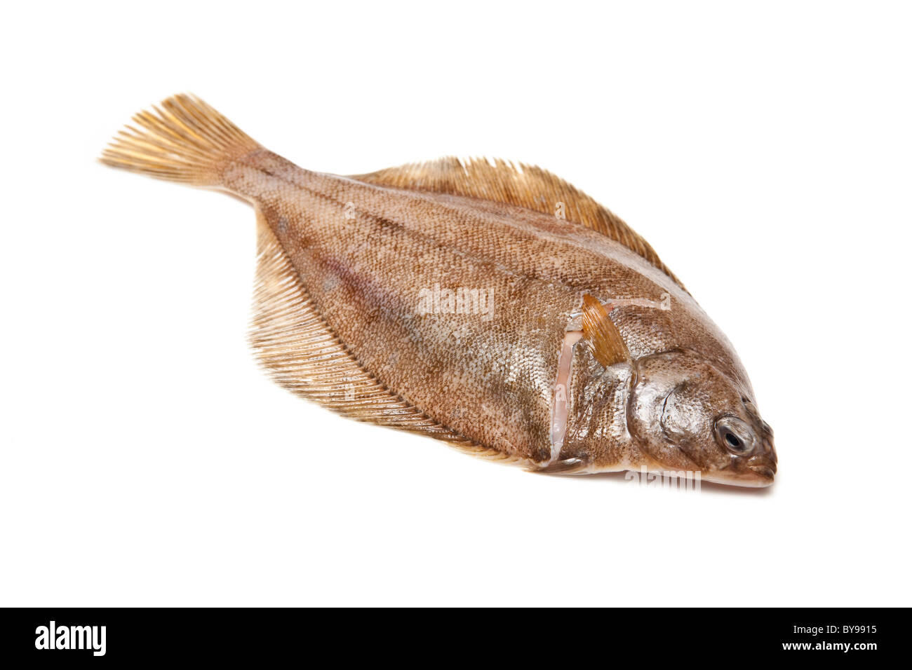 Limanda Pleuronettiformi isolato su un bianco di sfondo per studio. Foto Stock