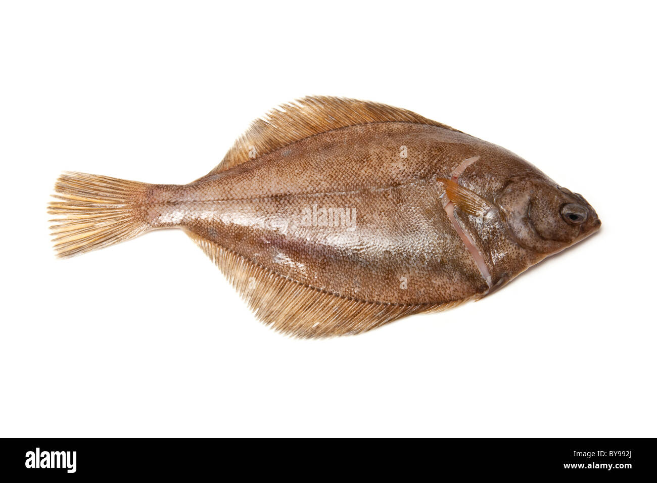 Limanda Pleuronettiformi isolato su un bianco di sfondo per studio. Foto Stock