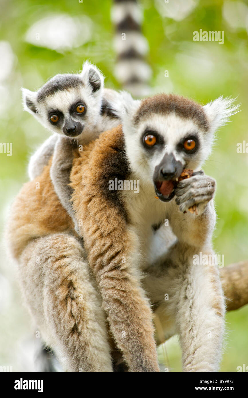 Anello-tailed lemur (Lemur catta) con un bambino sulla schiena in Anja privato riserva comunitaria nel sud del Madagascar. Foto Stock