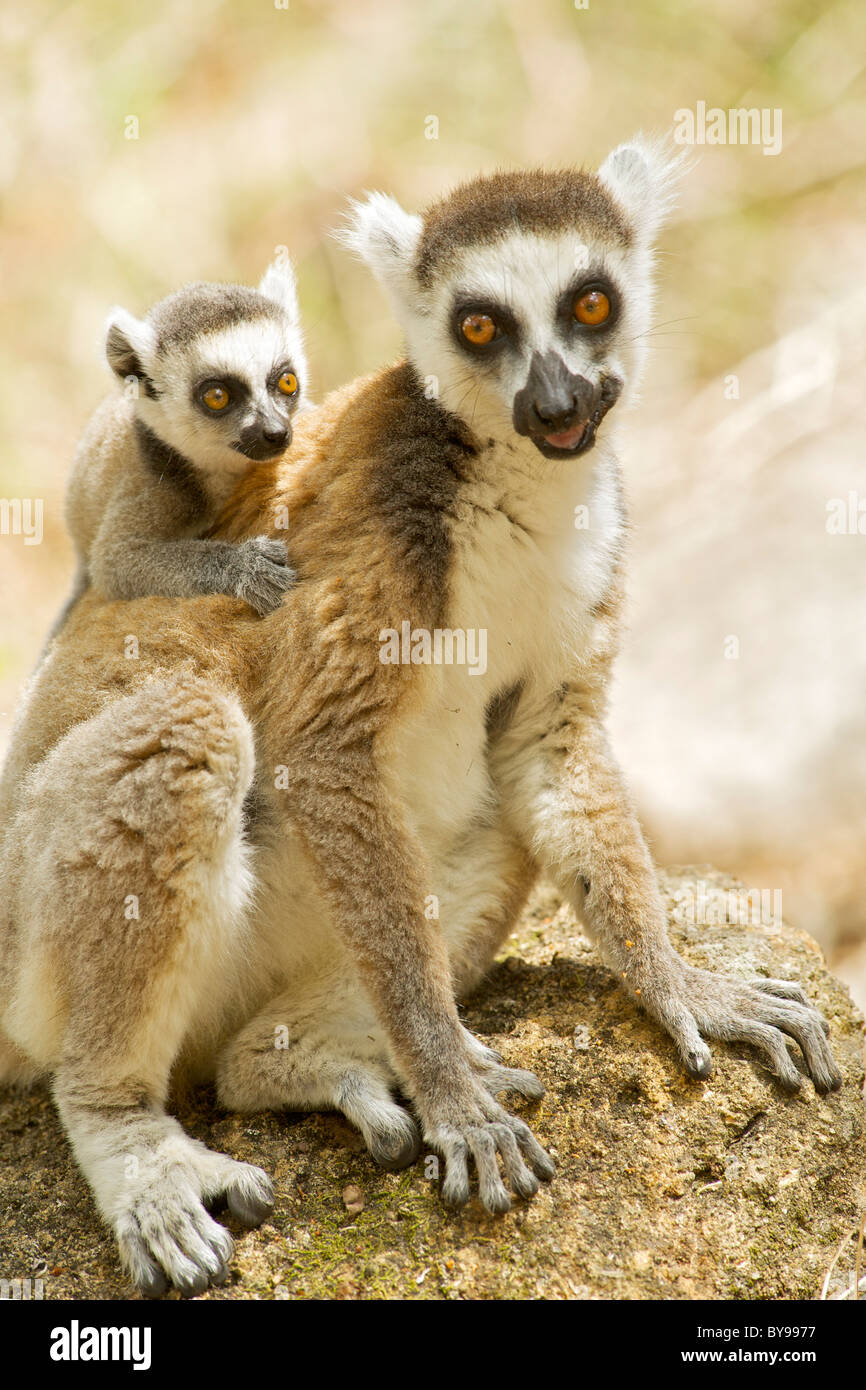 Anello-tailed lemur (Lemur catta) con un bambino sulla schiena in Anja privato riserva comunitaria nel sud del Madagascar. Foto Stock