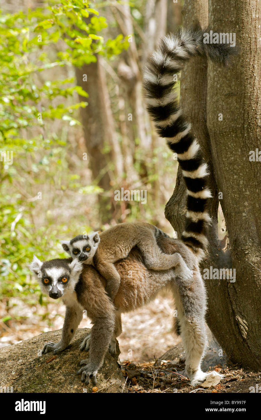 Anello-tailed lemur (Lemur catta) con un bambino sulla schiena in Anja privato riserva comunitaria nel sud del Madagascar. Foto Stock