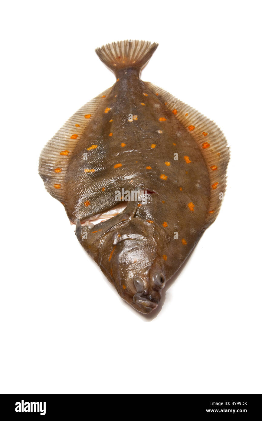 La Passera di mare Pleuronettiformi isolato su un bianco di sfondo per studio. Foto Stock