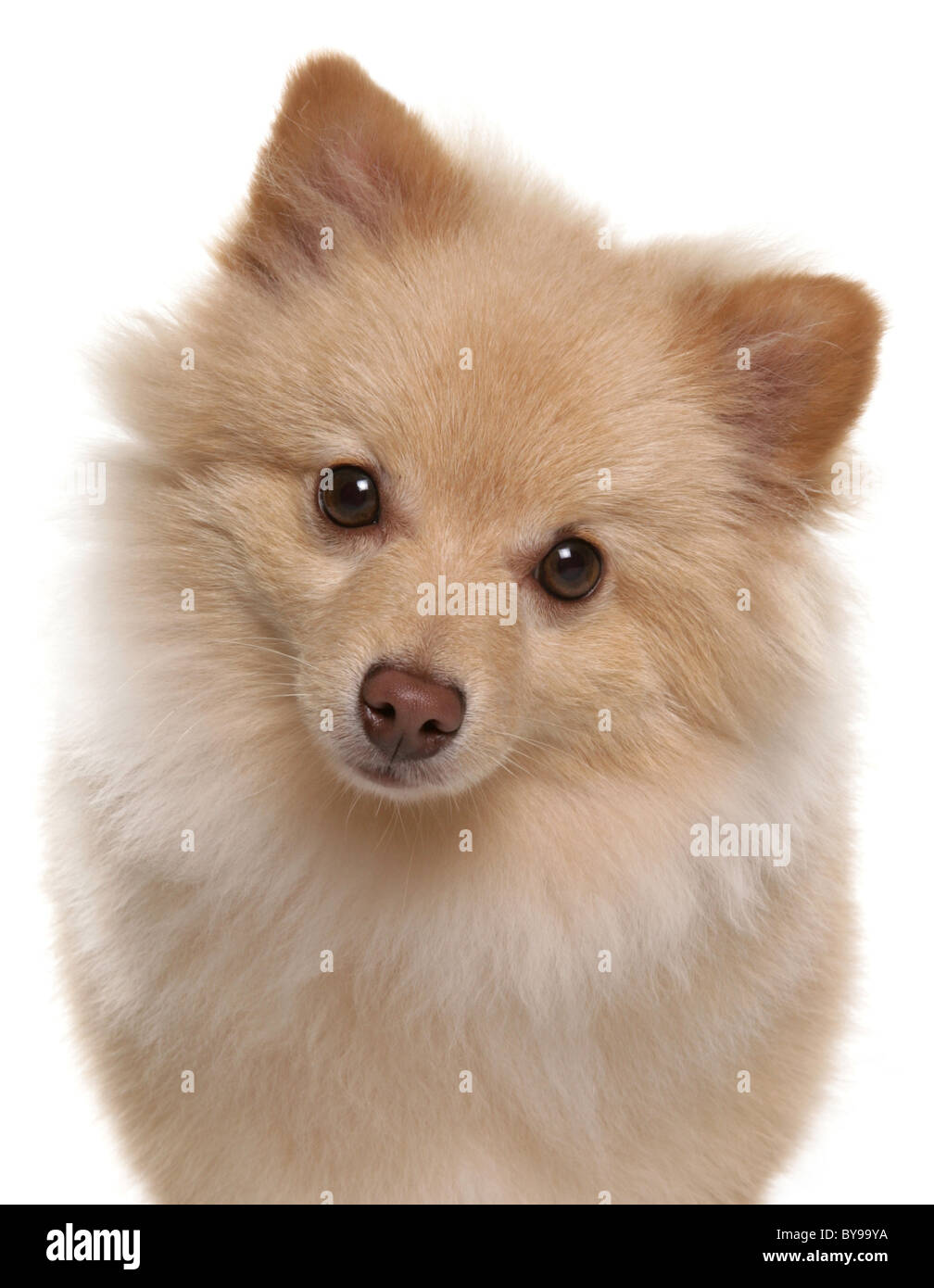 Spitz Cane singolo cane adulto ritratto Studio Foto Stock
