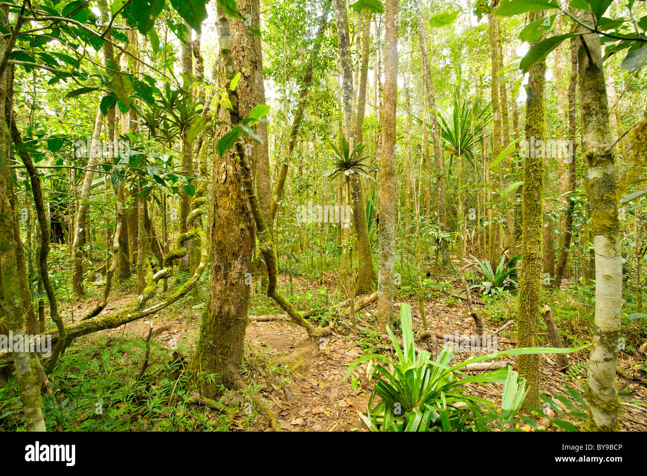 La foresta pluviale primaria nel Andasibe-Mantadia Mantional Park nell est del Madagascar. Foto Stock