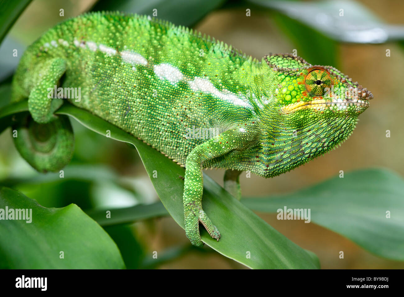 Panther chameleon (Furcifer pardalis) nell est del Madagascar. Foto Stock