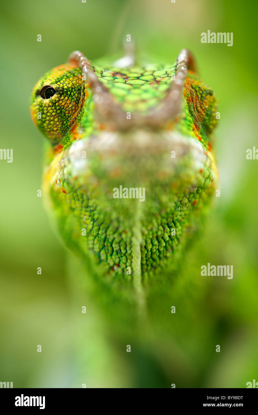 Panther chameleon (Furcifer pardalis) nell est del Madagascar. Foto Stock