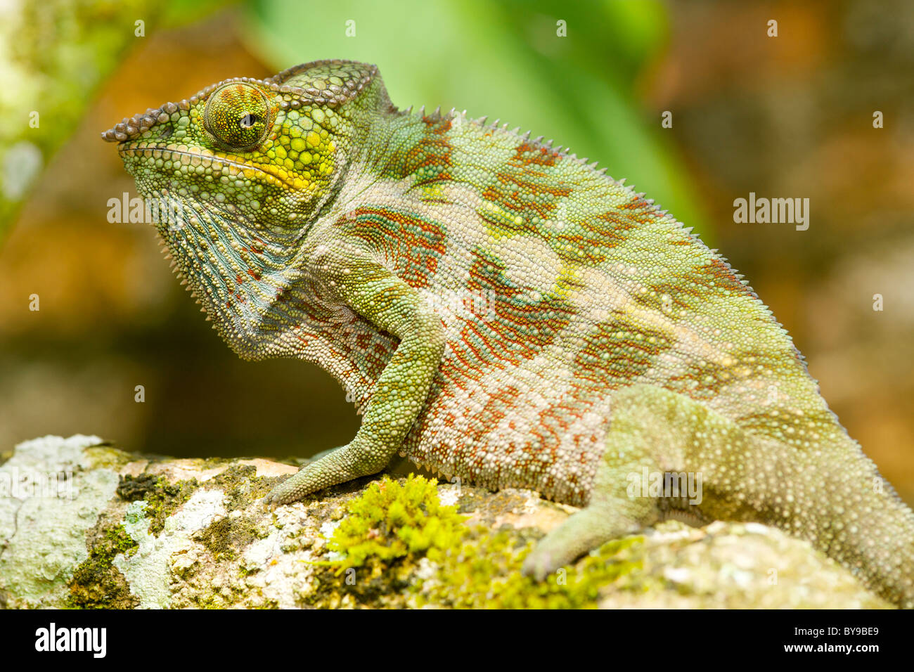 Panther chameleon (Furcifer pardalis) nell est del Madagascar. Foto Stock