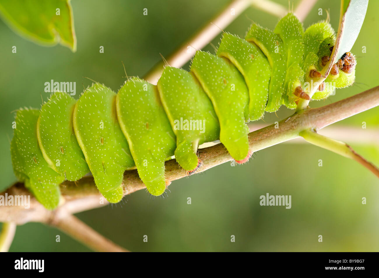 Caterpillar di una cometa moth, a.k.a. un malgascio luna moth (Argema mittrei) su un ramoscello nell est del Madagascar. Foto Stock