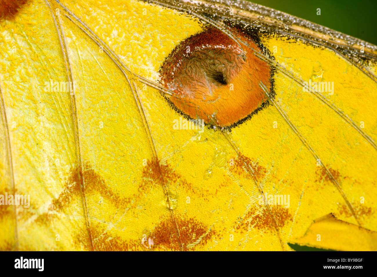 Close-up dell'ala di una cometa moth, a.k.a. un malgascio luna moth (Argema mittrei) nell est del Madagascar. Foto Stock