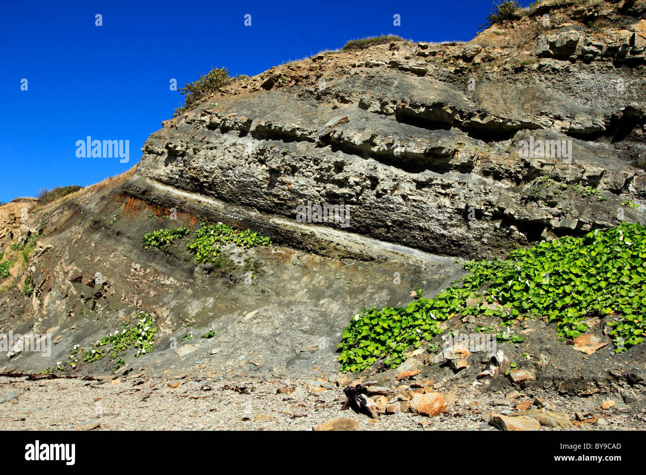 Un albero gigante fossile in una scogliera a Falesie fossilifere di Joggins Nova Scotia Canada Foto Stock