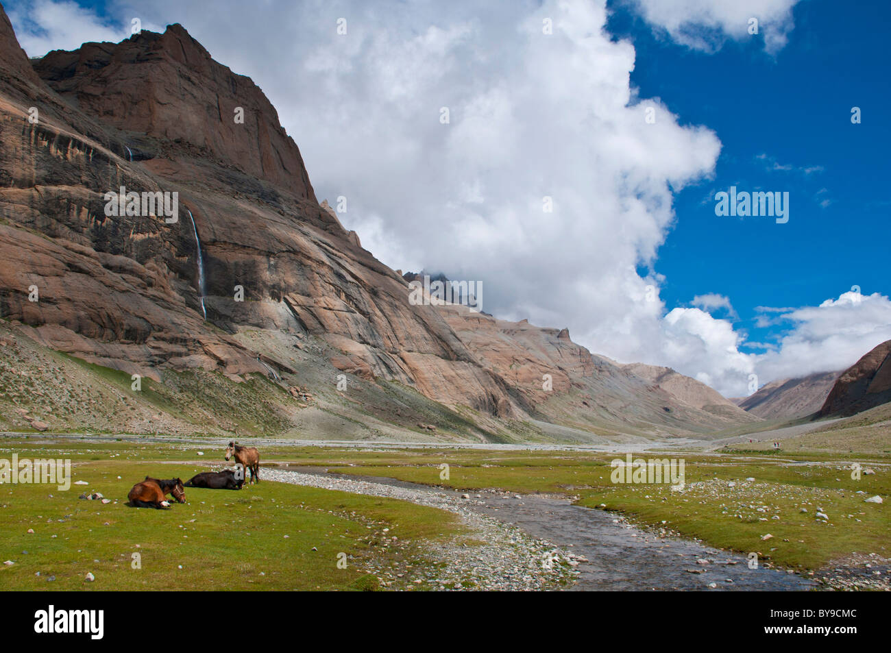 Cavalli al pascolo in Lha Chu Valley, ingresso al Kailash Kora, il circumambulation intorno al Sacro Monte Kailash Foto Stock