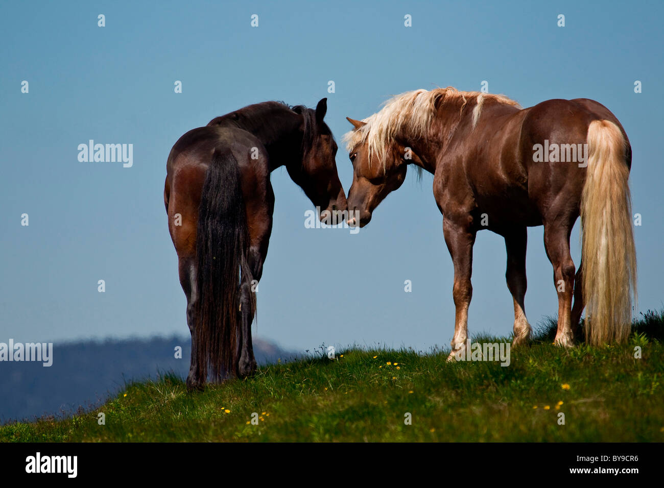 Due cavalli guardando ogni altro, Sommeralm, Stiria, Austria, Europa Foto Stock