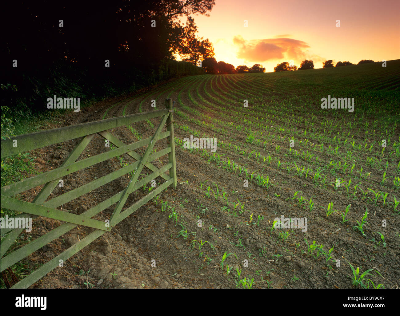 Apertura porta in appena piantato il raccolto di mais campo, tramonto, West Yorkshire, Regno Unito Foto Stock