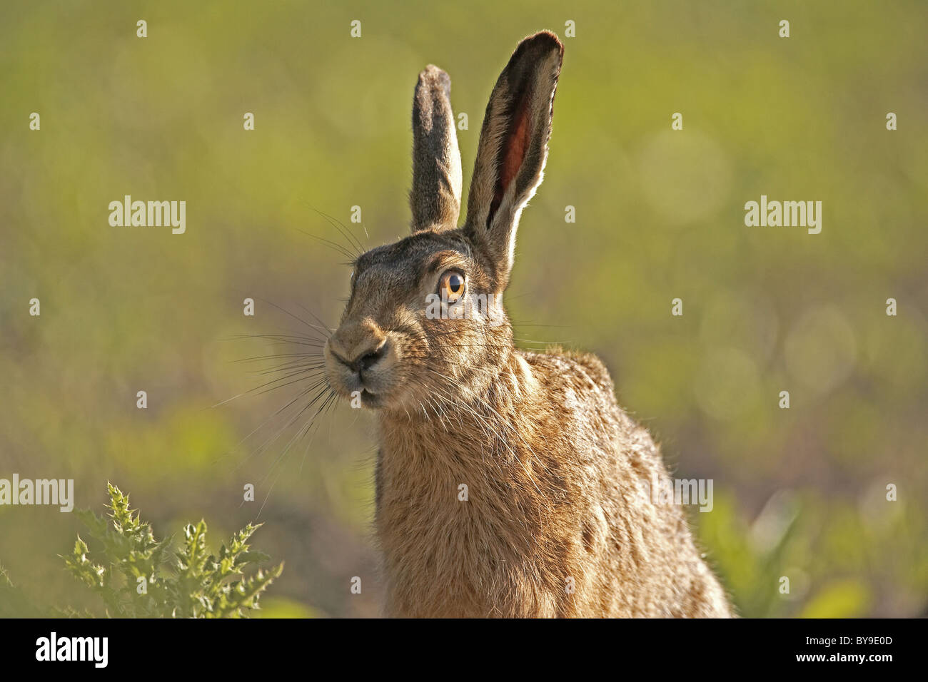 Brown, lepre Lepus europaeus in un campo, il Yorkshire, Regno Unito Foto Stock