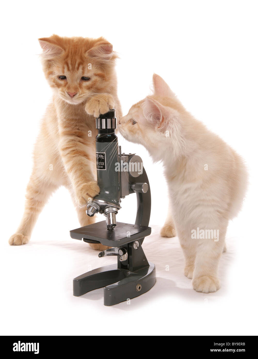 Gattini siberiani con microscopio 13 settimane vecchio ritratto in studio Foto Stock