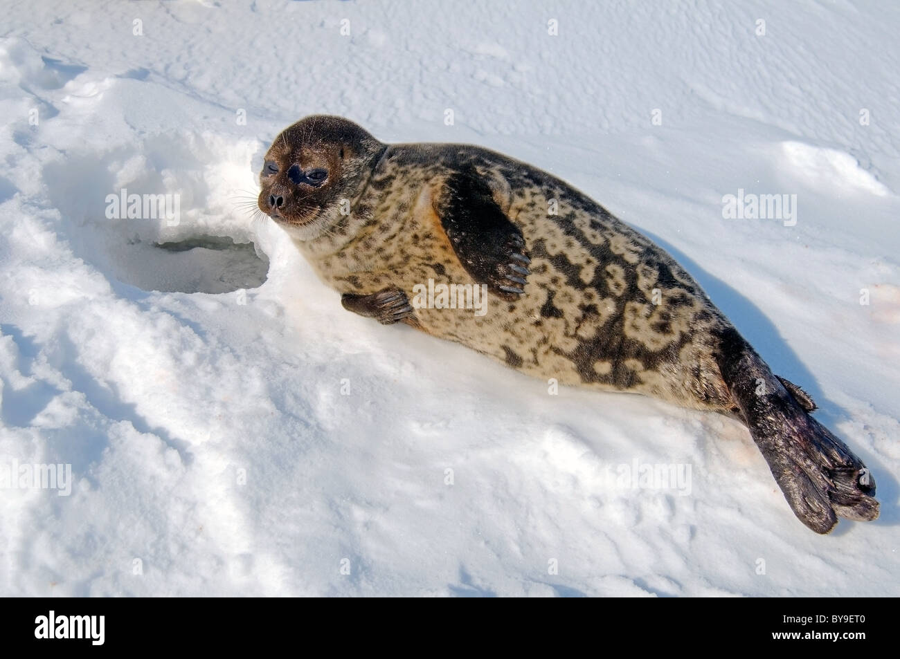 Ritratto di inanellare la guarnizione si trova nei pressi di ghiaccio-foro una neve. Guarnizione Jar, netsik o nattiq (Pusa hispida), Mare Bianco, artiche, Russia Foto Stock