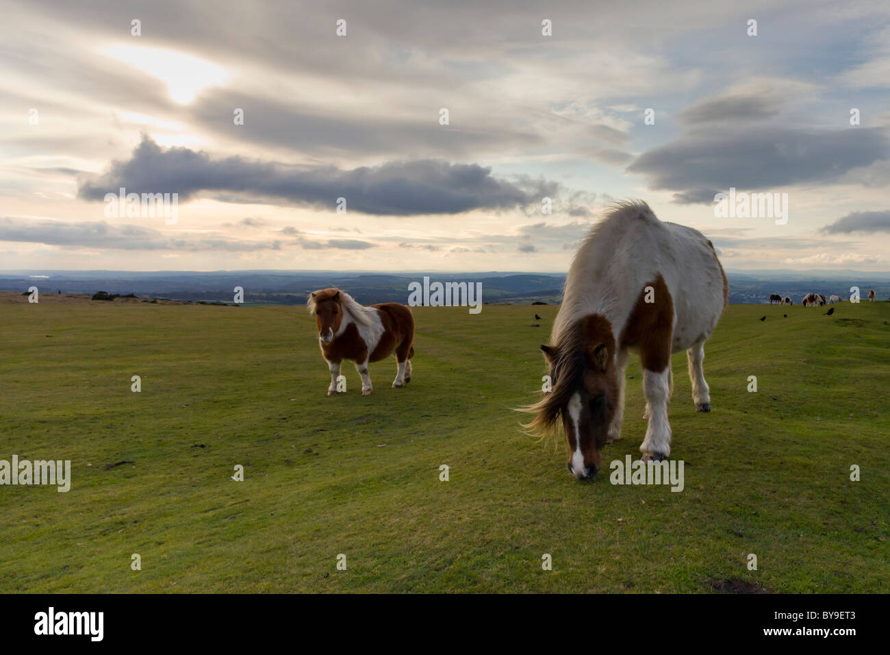 Pony di Dartmoor Foto Stock