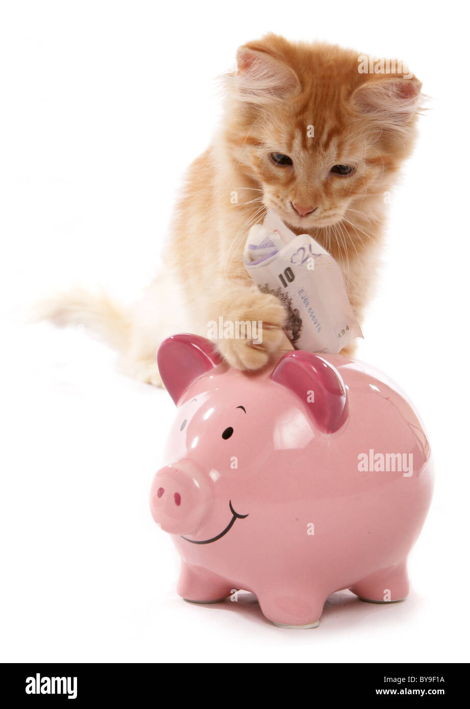 Siberiano Rosso tabby risparmio di denaro 15 settimane vecchio ritratto in studio Foto Stock