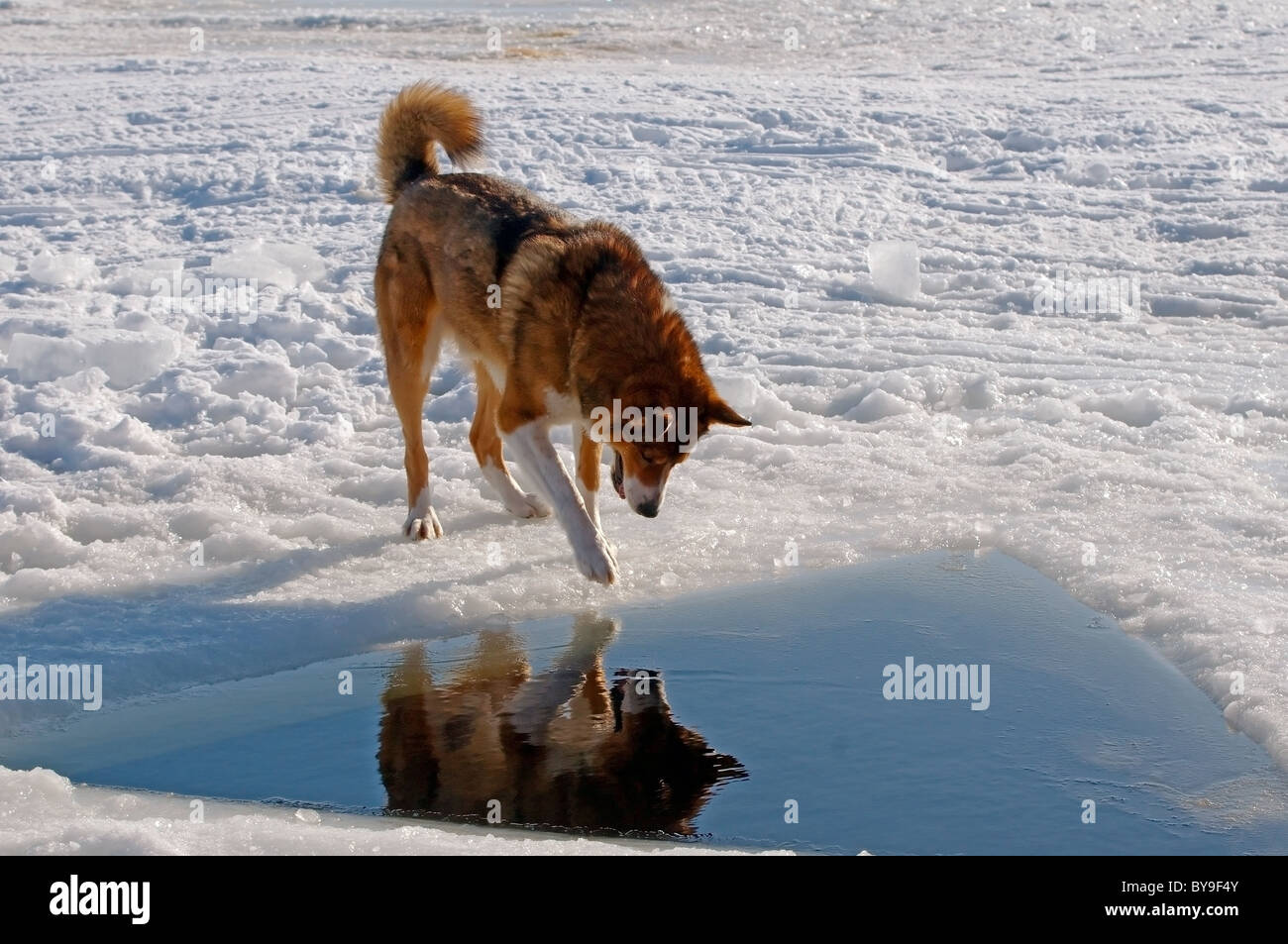 Il cane guarda nel foro di ghiaccio Foto Stock