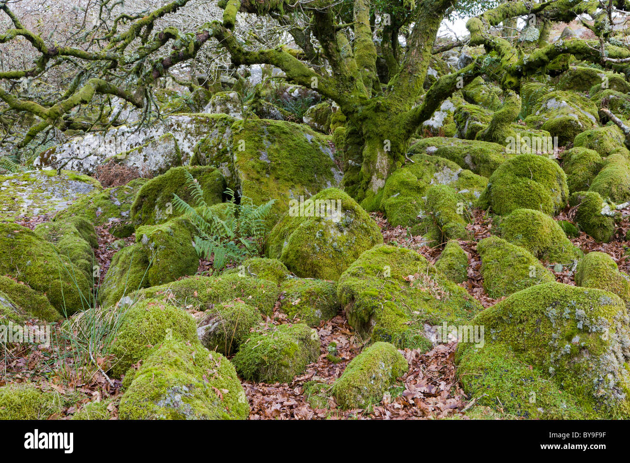 Recedono alberi di quercia in Wistman il legno a Dartmoor, Inghilterra. Foto Stock
