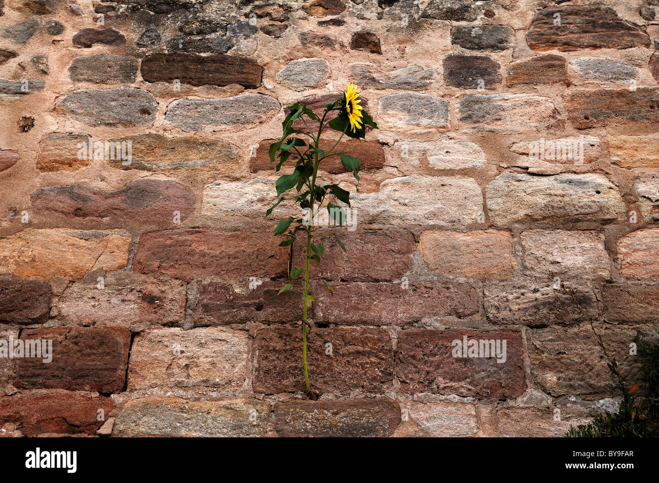 Girasole (Helianthus annuus), crescente sul muro di castello, Abenberg Castello, Abenberg, Media Franconia, Baviera, Germania, Europa Foto Stock