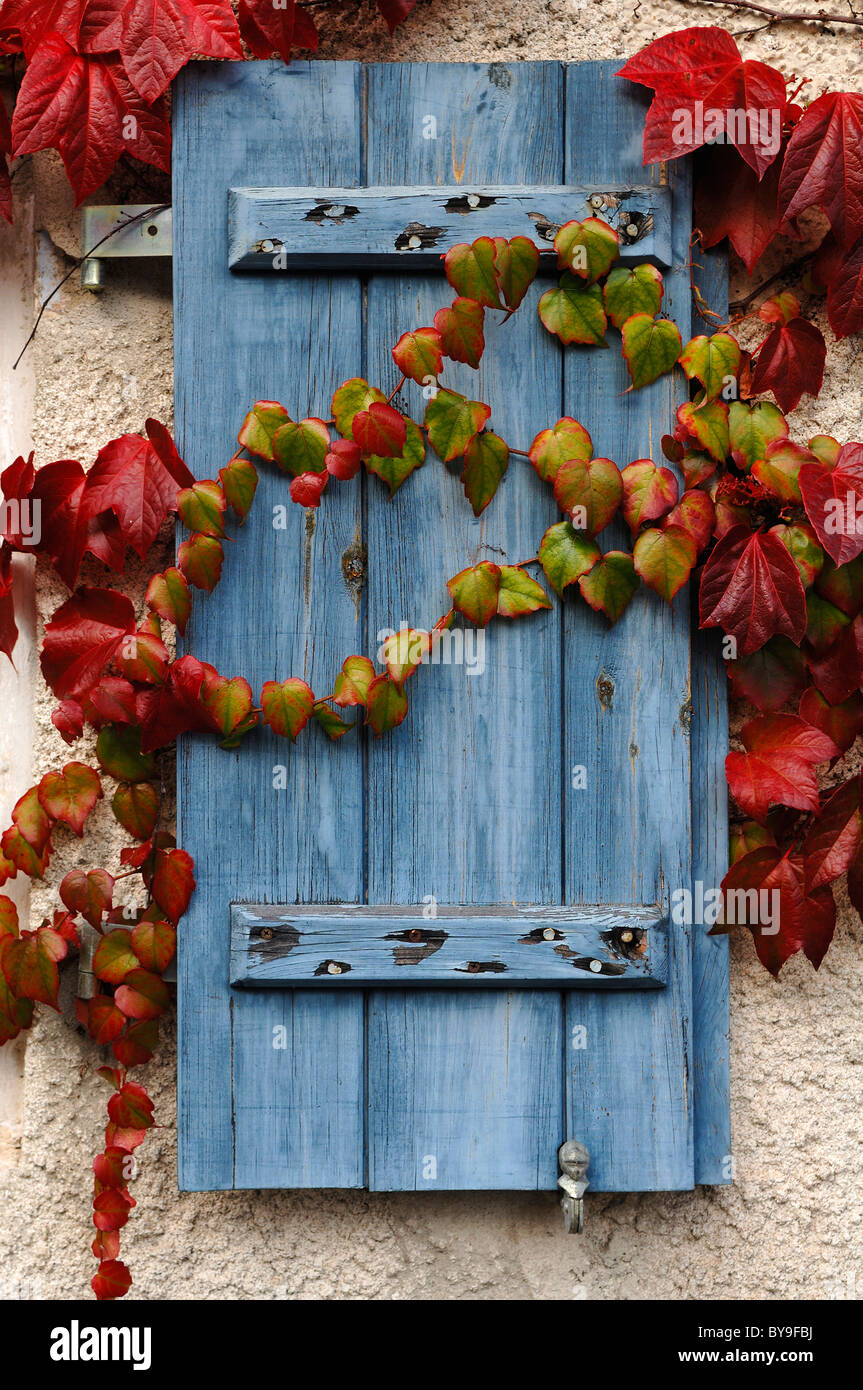 Vecchia persiana dipinte di blu e coperto con colorati tralci di vite, Maebenberg, Media Franconia, Bavaria Foto Stock