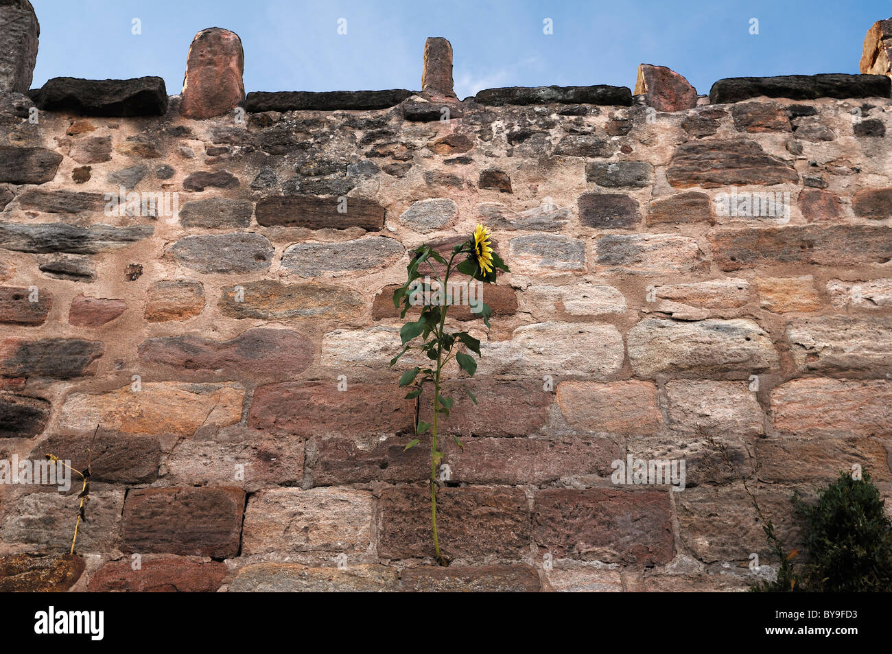 Girasole (Helianthus annuus), crescente sul muro di castello, Abenberg Castello, Abenberg, Media Franconia, Baviera, Germania, Europa Foto Stock