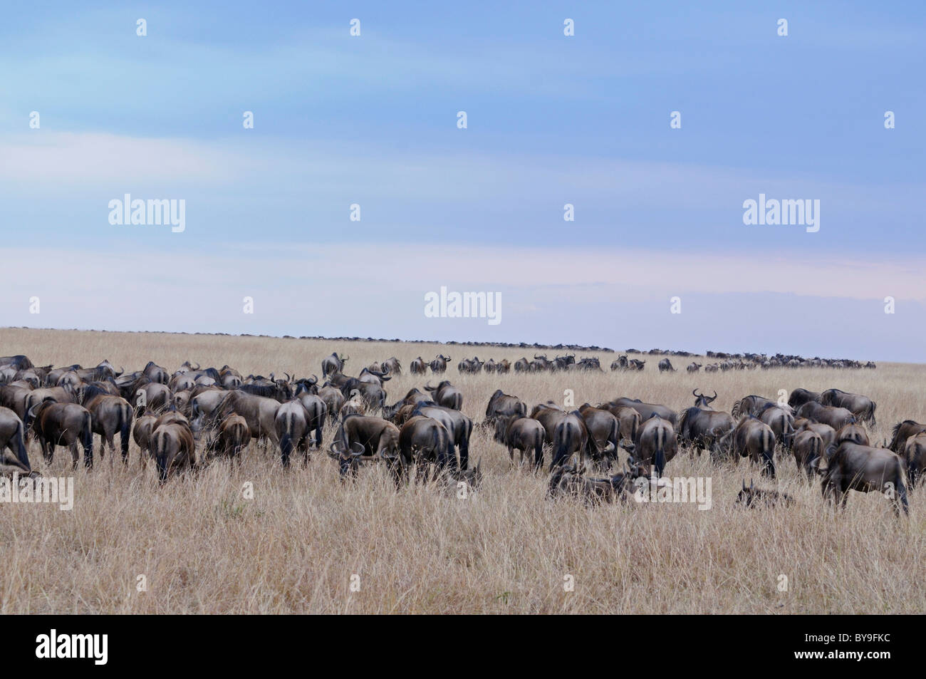 Mandria di gnu, Wildebai, o GNU (Connochaetes) attraversando le praterie in Masai Mara, Kenya, Africa Foto Stock