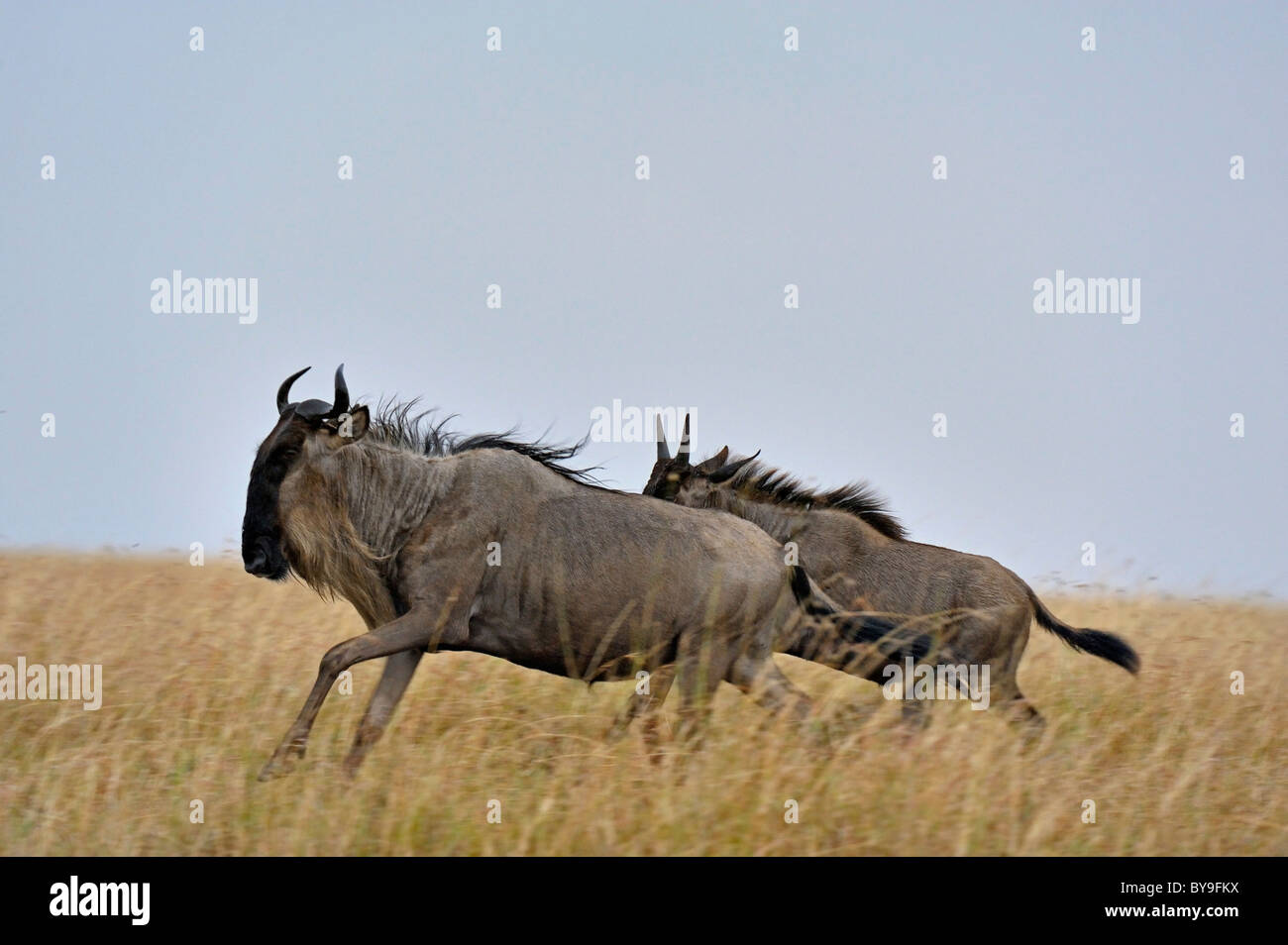 Gnu, Wildebai, o GNU (Connochaetes) su RUN, il Masai Mara, Kenya, Africa Foto Stock