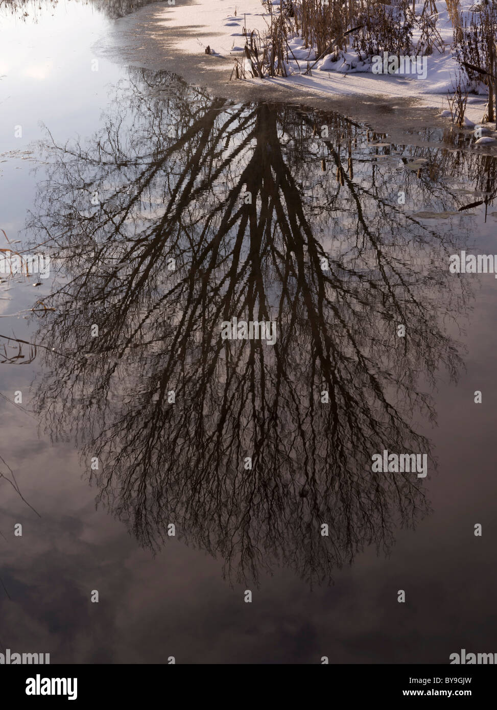 La riflessione di un albero in Paar fiume vicino a Merching, Baviera, Germania, Europa Foto Stock