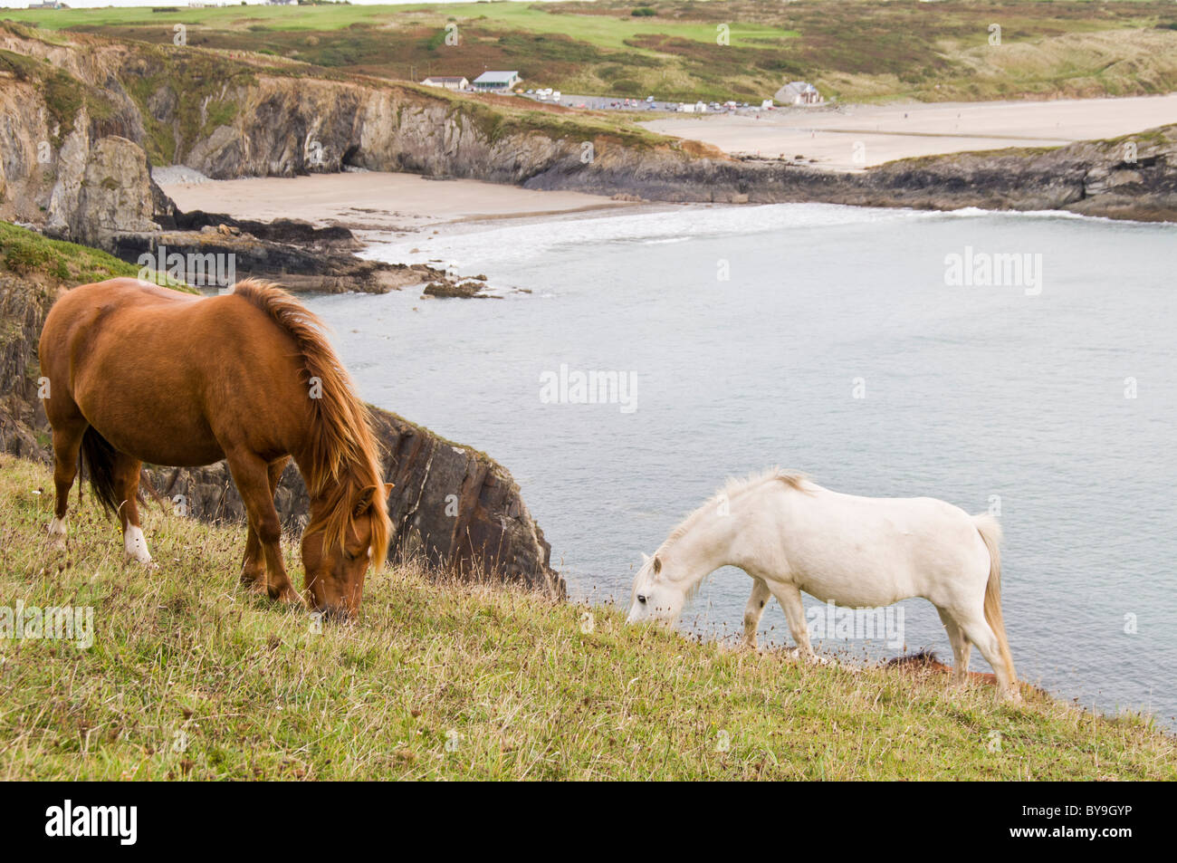 Pony selvatici Il Pembrokeshire Coast Foto Stock